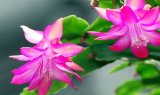 蟹爪兰的养殖方法（蟹爪兰的养殖方法和注意事项）