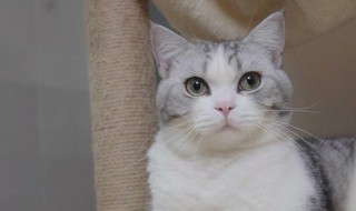 什么猫最护主人(什么猫最凶猛最护主)