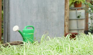 春季牧草返青期休牧的好处 春季牧草返青期休牧的好处