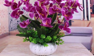 客厅摆放啥花 客厅摆放什么花好