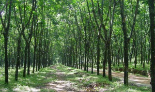 海南岛种植天然橡胶的气候条件(海南岛种植天然橡胶的气候条件是什么)