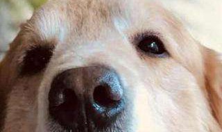 小狗钱钱梗概 小狗钱钱梗概500字