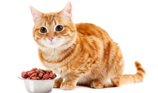 猫会不会吃熟睡的人(猫最怕什么味道能赶走它)