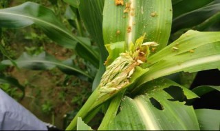 草地贪夜蛾对我国影响 国内对草地贪夜蛾的防治