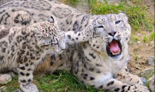 雪豹为什么要叼着尾巴?（雪豹为什么要叼着尾巴走）