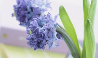 养在房间的花什么最香(屋里养什么花最香)