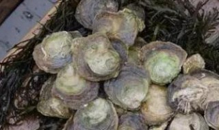 自家如何开海蛎子 自家如何开海蛎子汤