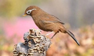 如何看画眉公母（如何看画眉公母图解）