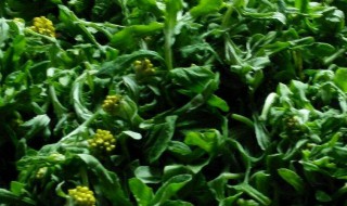 在家如何烧艾叶 在家如何烧艾叶水