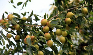 枣树码字如何保存 红枣树怎么写