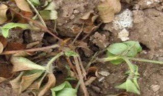 种花生如何防死苗（花生老是死苗咋办）