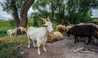 休闲观光园应该养殖些什么（休闲观光园应该养殖些什么动物）