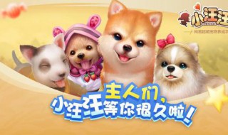 宠汪汪怎么升级快(狗怎么升级)