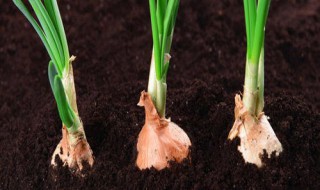 红葱根种植教程(红根香葱怎么种植)
