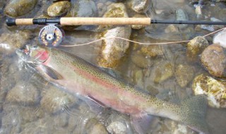 鱼杆钓鱼能泡在水里吗(鱼杆钓鱼能泡在水里吗)