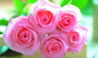 玫瑰寓意几朵（玫瑰寓意几朵多少朵的含义）