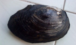 河蚌用什么呼吸 河蚌用什么呼吸运动器官是什么