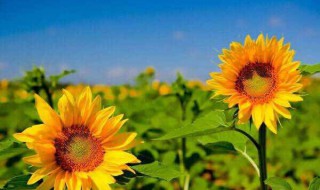 充满阳光的昵称（充满阳光的昵称女生开心的微信名）