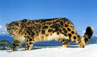 雪豹会吼叫吗?（雪豹会吼叫吗为什么）