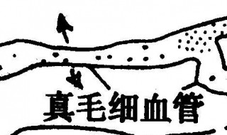 微循环直捷通路的血流特点是