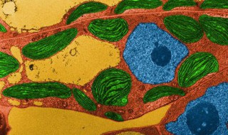 高尔基体有DNA吗 高尔基体内有dna吗