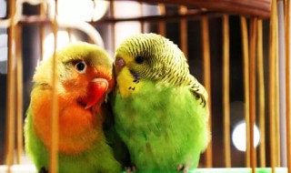 鹦鹉是小动物吗? 鹦鹉是小动物吗为什么