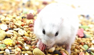 仓鼠粮里面有什么东西 仓鼠粮里面有什么东西可以吃