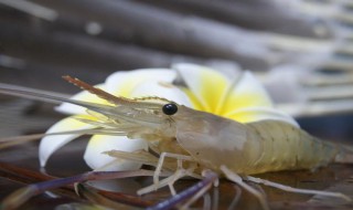 虾仁怎么做给宝宝吃 虾仁怎么做给宝宝吃好吃