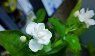 茉莉花和什么一起泡好(茉莉花和什么一起泡好吃)