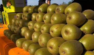 为什么猕猴桃一熟就烂了（猕猴桃一熟就坏了）