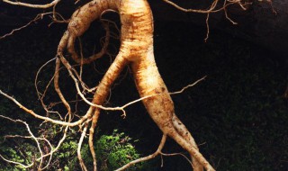 山参和什么一起泡酒好（山参和什么一起泡酒好喝）