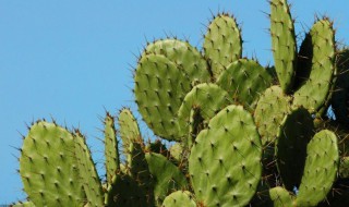 凉拌仙人掌的做法 凉拌仙人掌的做法窍门