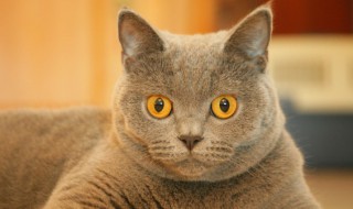 猫吃鸡胸肉怎么做 猫吃鸡胸肉一星期喂几次