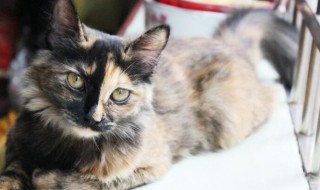 猫藓处长毛了又有皮屑怎么办（猫藓长毛了但是还有皮屑）