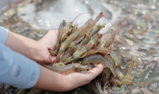 虾的做法简单好吃（水煮大虾的做法简单好吃）