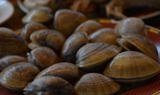 活黄蚬子如何隔夜保存 黄蚬子到家怎么保鲜