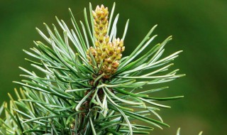 繁殖五针松种子方法（怎样种五针松种子）