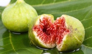 波姫红无花果树修剪方法 无花果树修剪技术