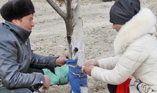 给小树保暖的方法 给小树保暖的方法一年级