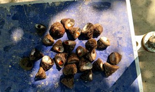 牛眼螺的做法 牛眼螺的做法大全