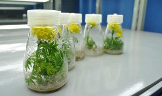 植物组织培养的过程（植物组织培养技术）