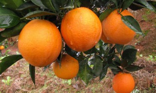 橙怎么做辅食 橙怎么做辅食比较好吃