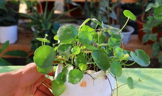 养殖铜钱草的方法（如何养殖铜钱草）