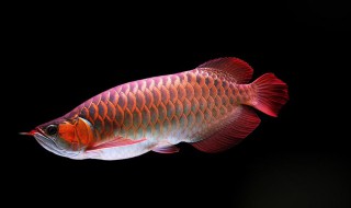 龙鱼怎么挑选（龙鱼怎么挑选公母）