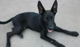 怎么挑选黑狼犬幼犬（如何挑选黑狼犬幼犬）