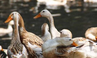 三年以上老鸭怎么挑选（三年的老鸭为什么好）