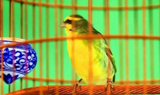 金燕鸟吃什么食 金燕鸟吃什么食物最好