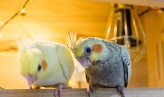 上班族养玄凤鹦鹉技巧 上班族养玄凤鹦鹉技巧与方法