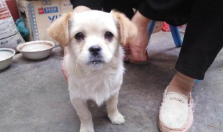 幼土狗吃什么长肥 幼土狗吃什么好