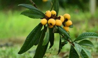 冬季移栽枇杷树的种植方法(冬季移栽枇杷树的种植方法和时间)